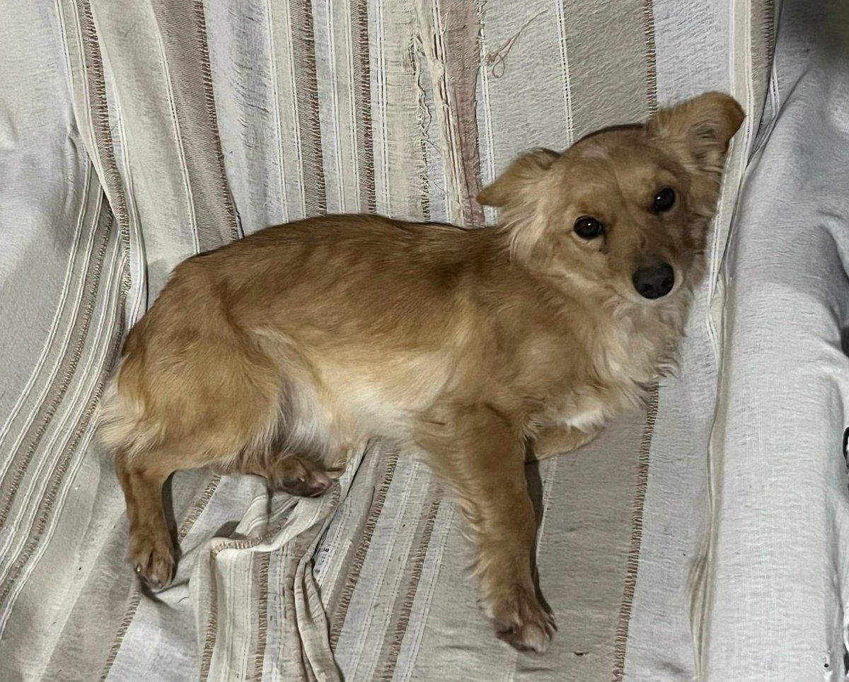ComoNoAdorarlos's tweet photo. Soy viejita pero muy dulce.. necesito familia 🥺🙏me rescataron en la ruta de San Luis.. https://t.co/EgYq9dhKqj
Prov BsAs
📱2644404478 https://t.co/0YIGmj5iby