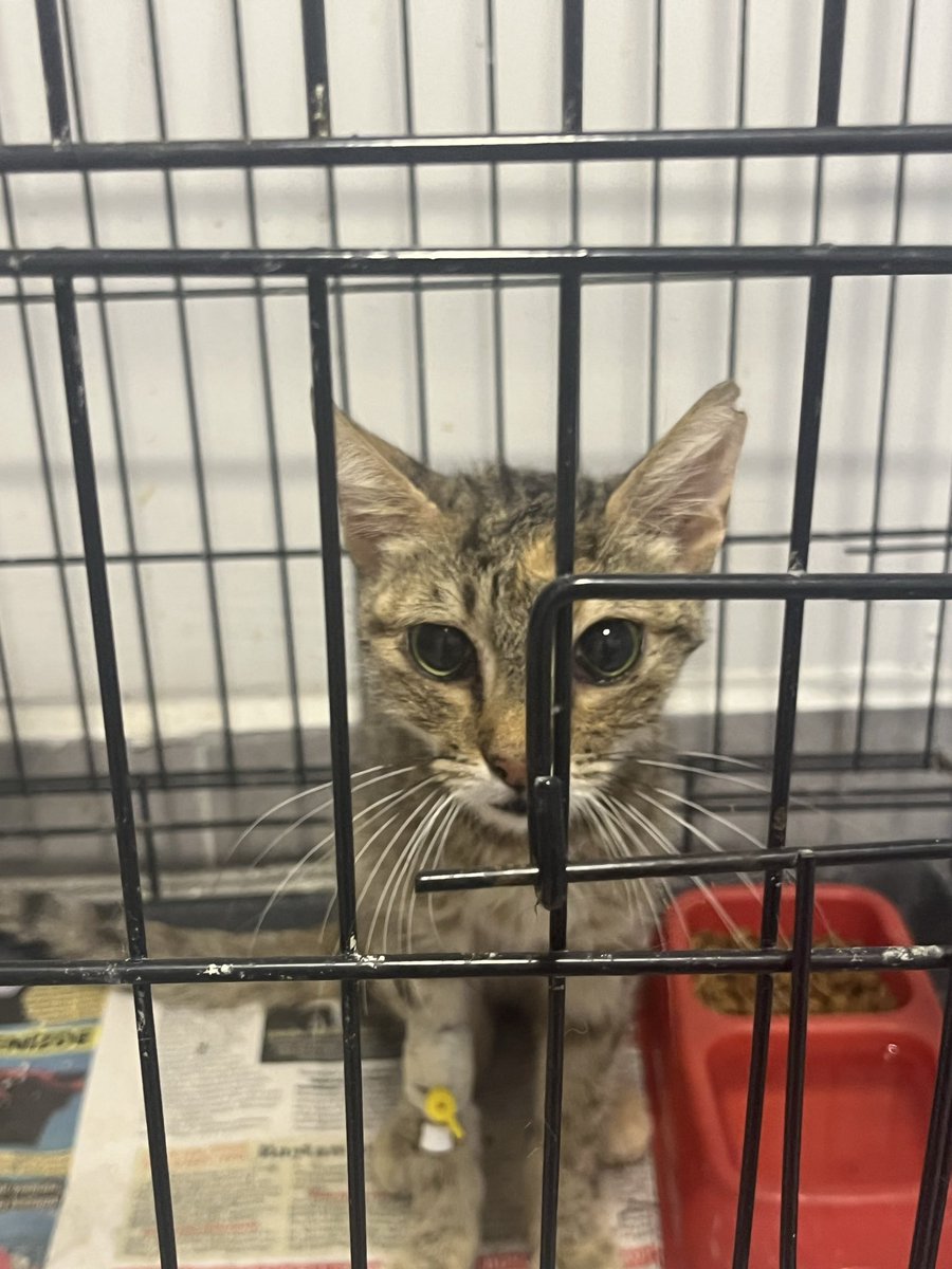 BirPatiVar's tweet photo. Veterinere çok kötü durumda bir kedi götürmüştüm, fip çıktı. Bir günde bile o kadar toparladı ki çok umutlanmıştım. Bu sabah veteriner aradı durumu çok kötüymüş.. pıhtı atmış ya da nörolojik fipe dönmüş olabilir, akşamı göremeyebilir dedi.. lütfen dayan ya lütfen.. https://t.co/Q1znLdPBUg
