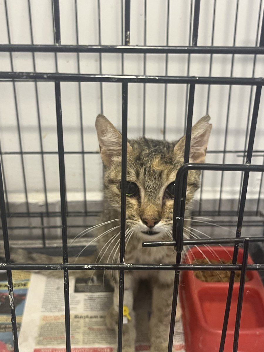 BirPatiVar's tweet photo. Veterinere çok kötü durumda bir kedi götürmüştüm, fip çıktı. Bir günde bile o kadar toparladı ki çok umutlanmıştım. Bu sabah veteriner aradı durumu çok kötüymüş.. pıhtı atmış ya da nörolojik fipe dönmüş olabilir, akşamı göremeyebilir dedi.. lütfen dayan ya lütfen.. https://t.co/Q1znLdPBUg