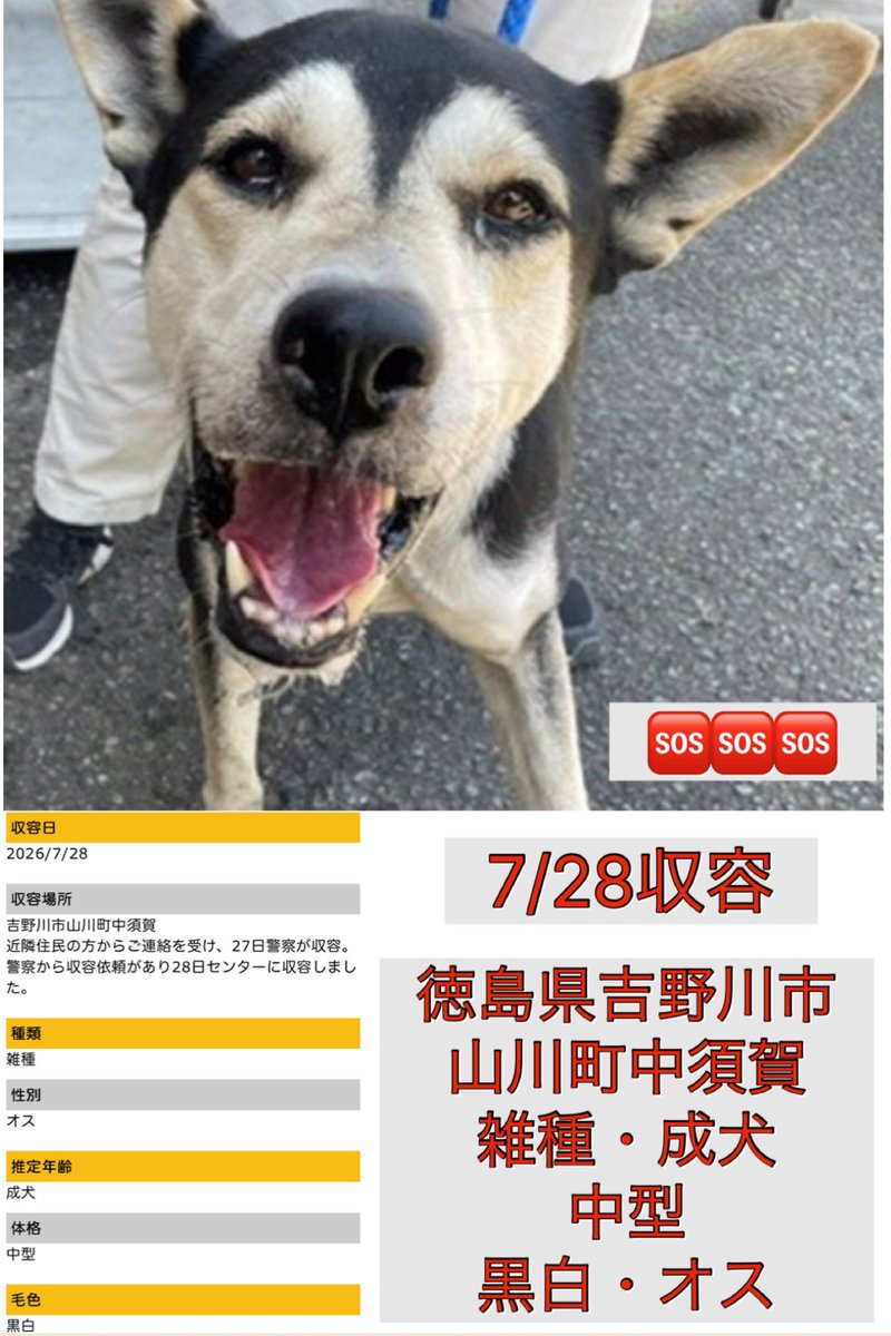 Rubylov65969168's tweet photo. ＃小さなSOSに気づいて下さい
＃この笑顔を絶対に諦めたくない

🆘徳島県動物愛護管理センター🆘

🚨⚠️緊急SOS拡散希望⚠️🚨

収容が止まりません‼️
雑種の中型犬の男の子が収容されました

飼い犬として生きて来たのか
外犬として生きて来たのか
情報が少なく全くわかりません

確かなのは今 この子が殺伐とした
センターの犬舎に収容されていると
いう事です‼️

人懐っこい「この笑顔を守りたい」‼️

タイムリミットが来る前にどうか1人
でも多くの方々に届きますように拡散
のご協力をよろしくお願い致します🙏

https://t.co/bqCFv4X13q