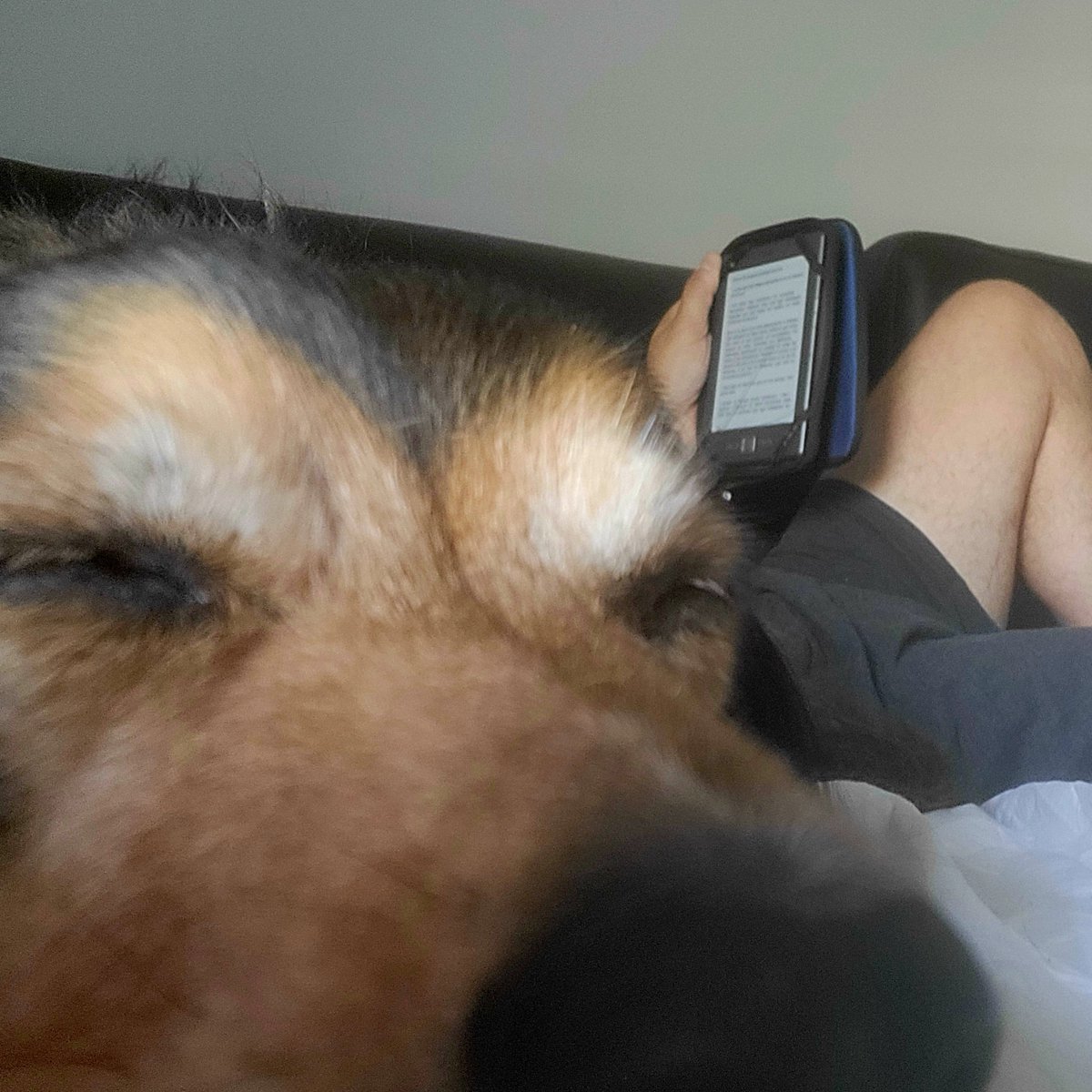 ospado's tweet photo. Possiblement un dels millors moments d'aquestes vacances; i tan sols ha fet falta un sofà, un llibre, Buba al meu costat i silenci. De vegades amb les coses més simples podem gaudir de moments meravellosos. https://t.co/tCwtMx2xIb