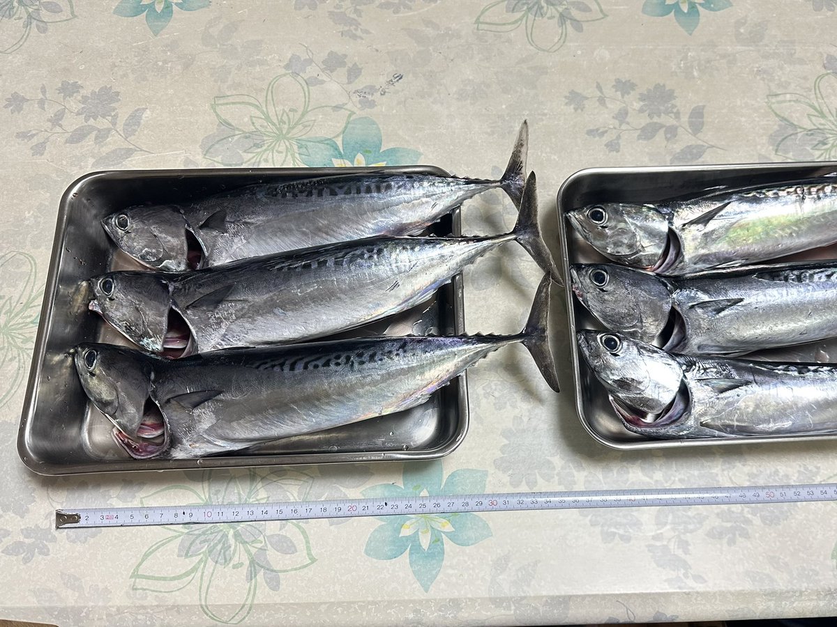 nipetom's tweet photo. 今年も館山のソウダガツオ祭りに行ってきました。 https://t.co/LVhPY2GjAq