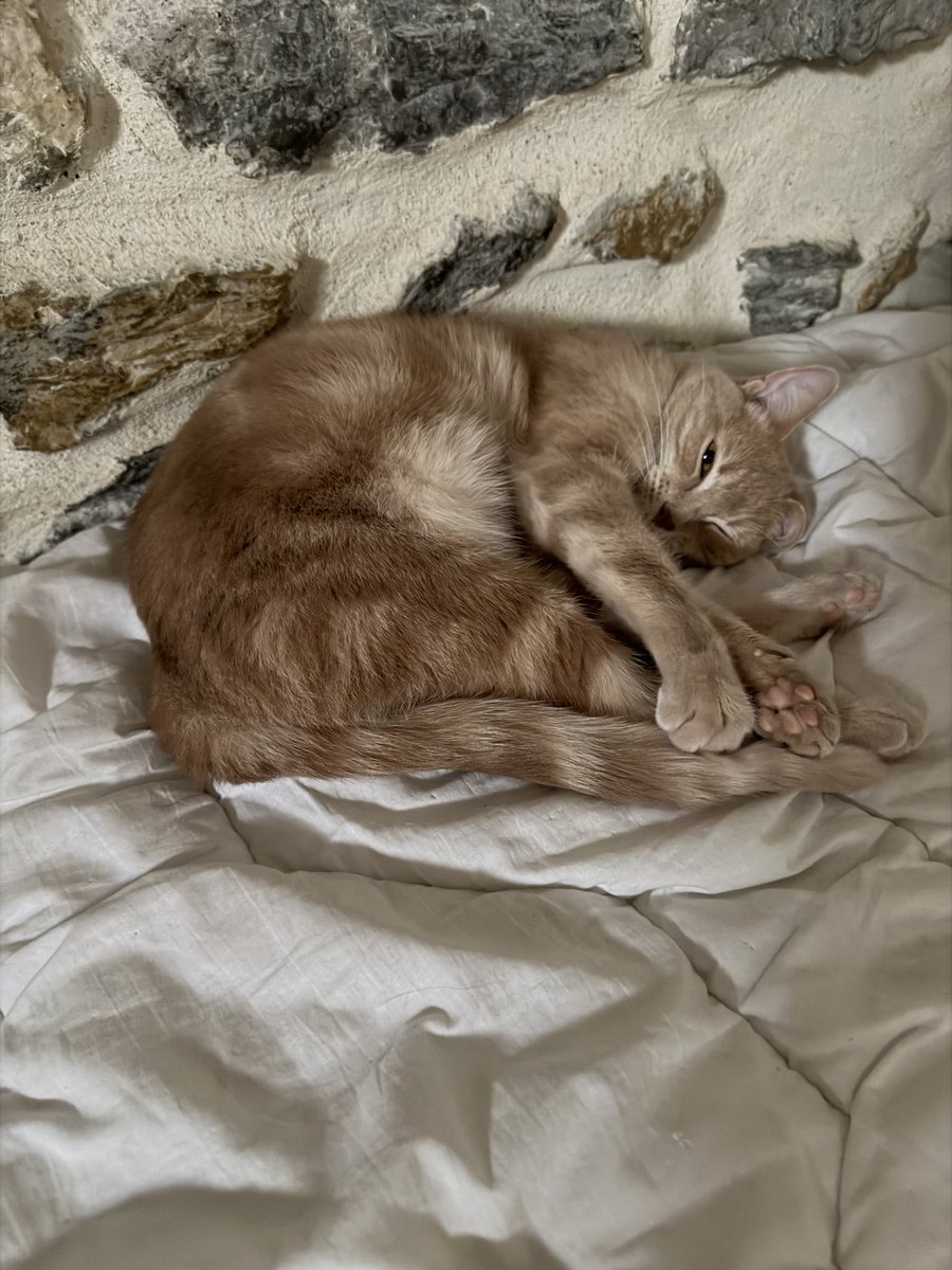 lilocheetah's tweet photo. C’est tellement dur le réveil que tu fais des air biscuit https://t.co/yNSKgadf1X