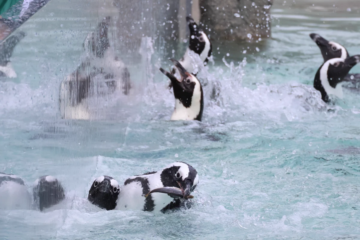 Odoroki_Yakiika в X: „ペンギンフィーディングタイム #ケープペンギン