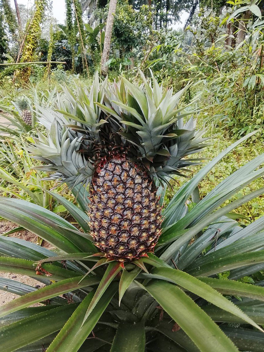 greentimefarms's tweet photo. Farming is a Business
"Treat your farm like a business—plan, record, invest, and grow."
#Agriculture #pineapplefarming #organicfoods https://t.co/QLkQkLJqYC