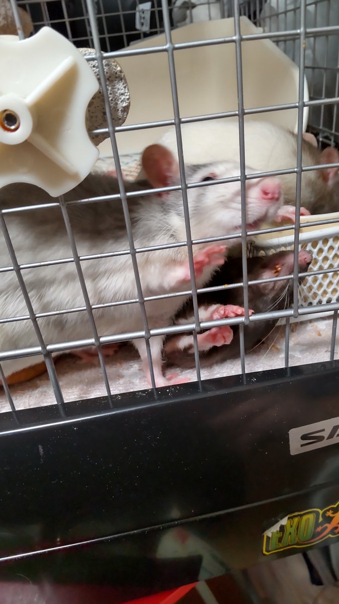 kujo_rat's tweet photo. わちゃわちゃ🐭〜 https://t.co/ttsOLqteAK