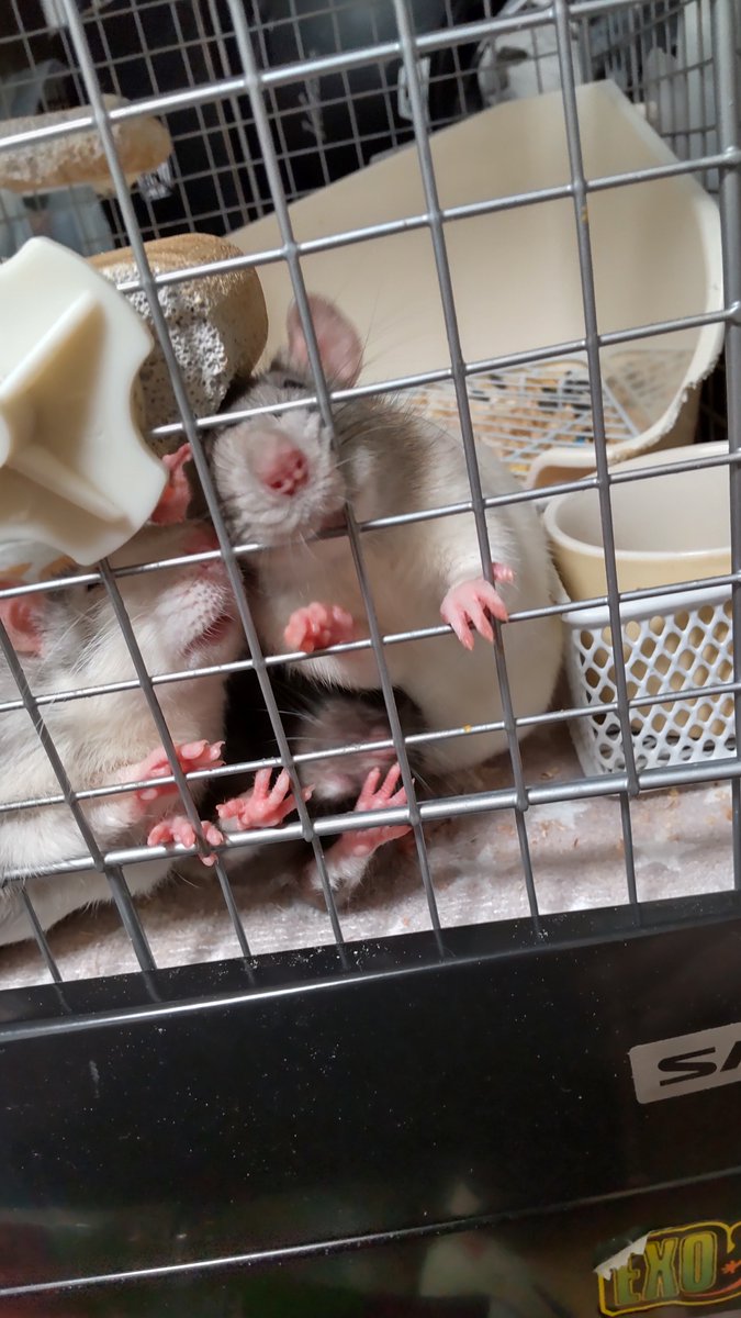 kujo_rat's tweet photo. わちゃわちゃ🐭〜 https://t.co/ttsOLqteAK