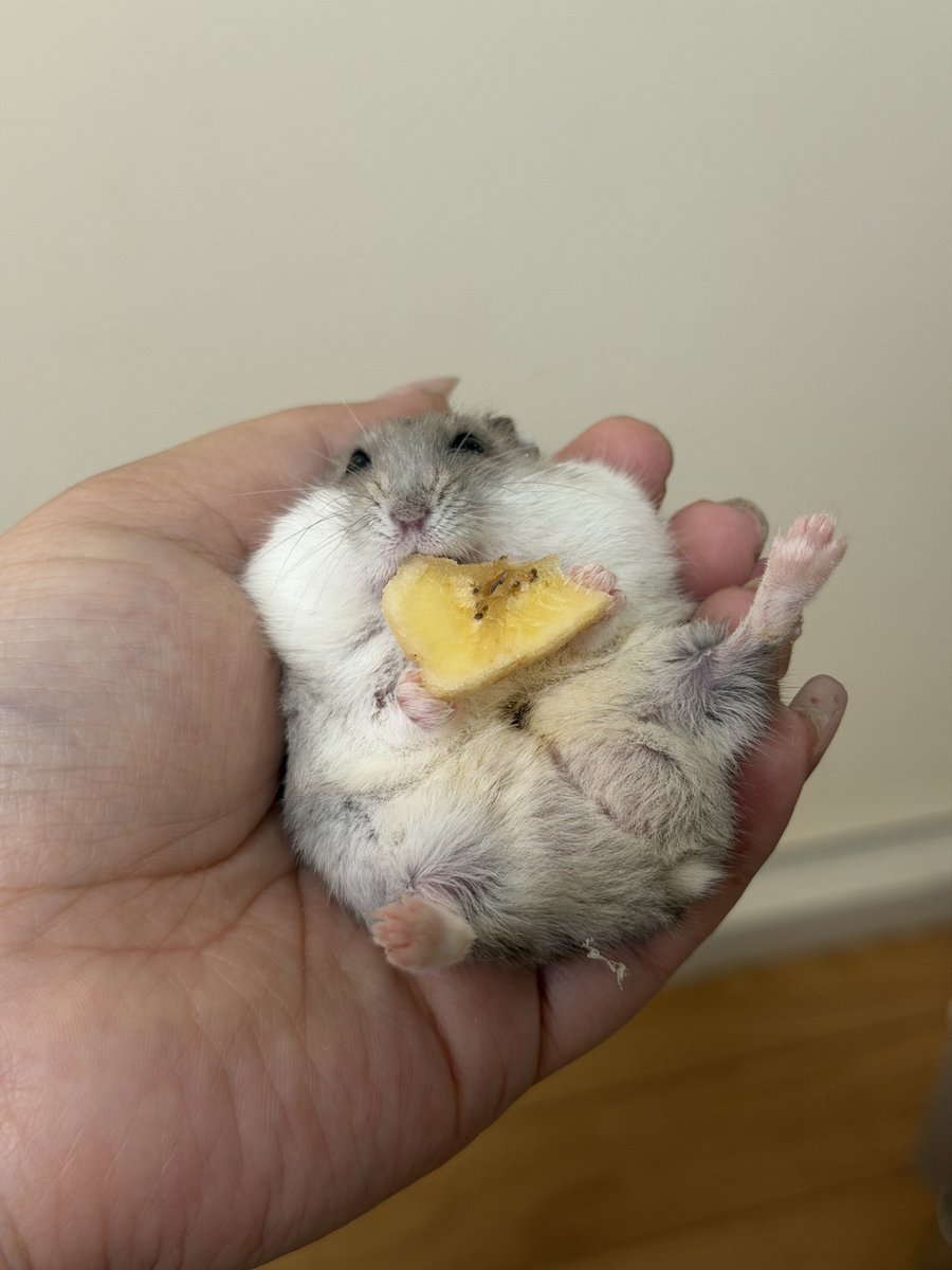 hamhammnm's tweet photo. おもち飼い主の手の中でおやつ🍌

 #ハムスター https://t.co/5VvQem8vj6