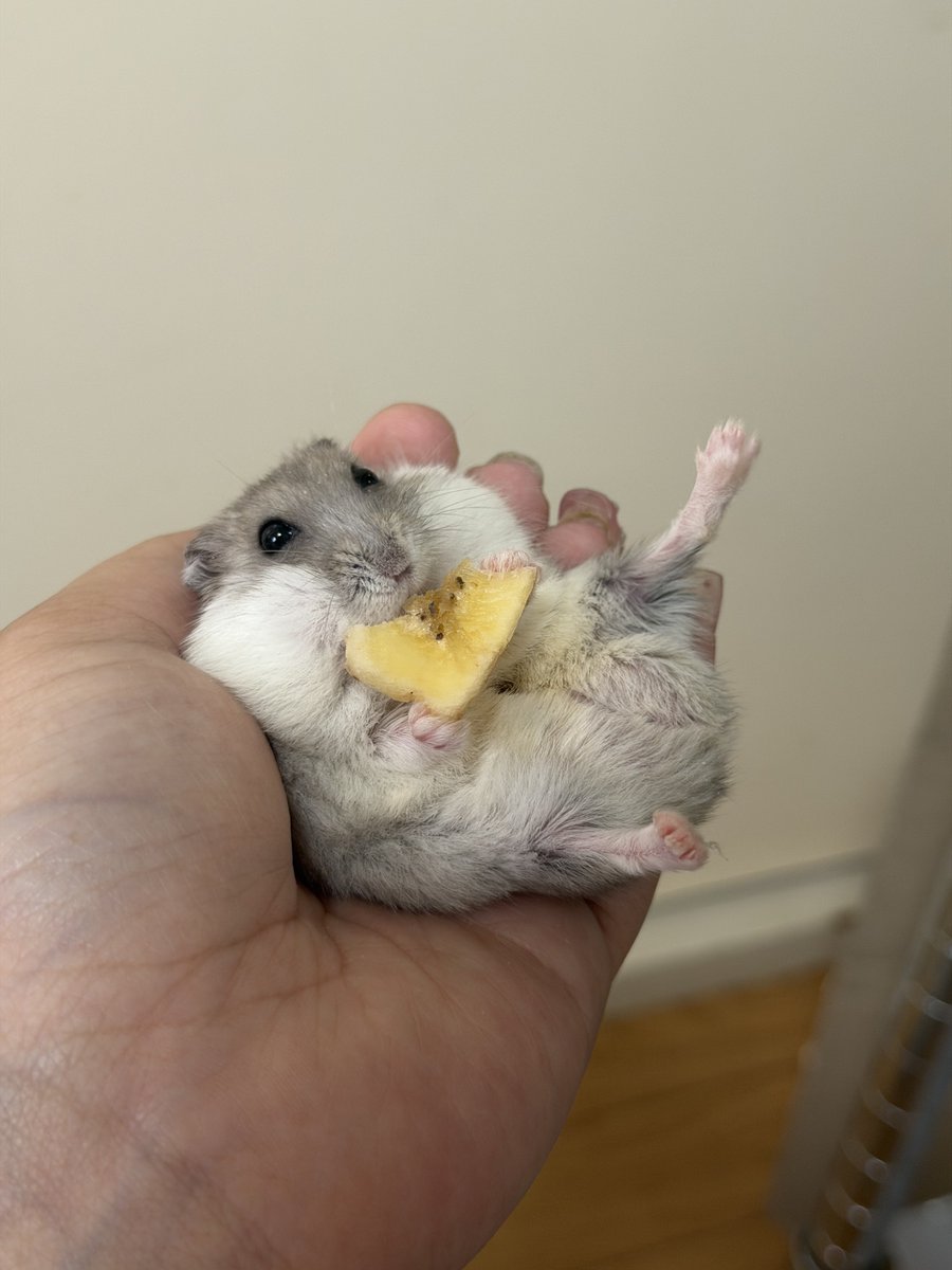 hamhammnm's tweet photo. おもち飼い主の手の中でおやつ🍌

 #ハムスター https://t.co/5VvQem8vj6
