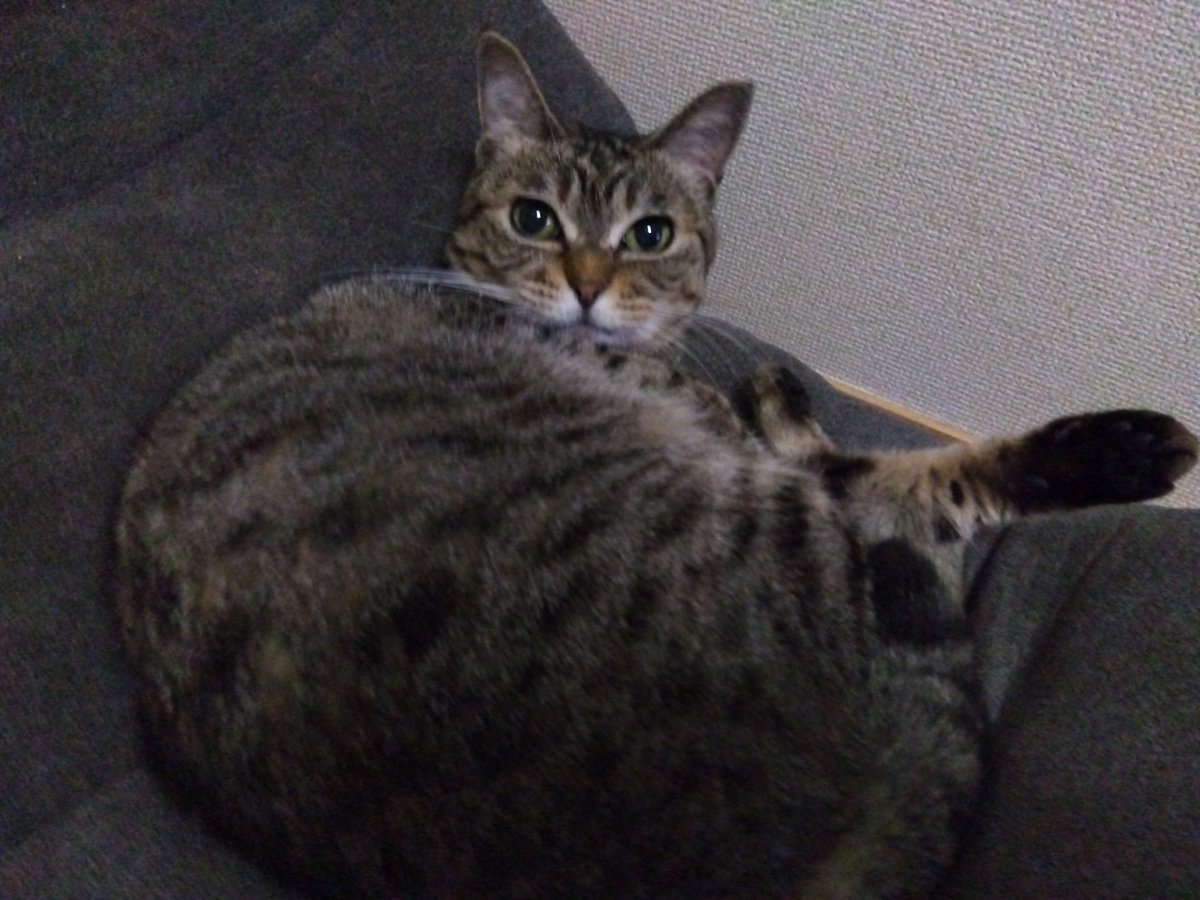 Anabebe_Ecstasy's tweet photo. 犬に噛まれたけど、その傷心は猫で癒します。 https://t.co/AuVdi2fPJQ