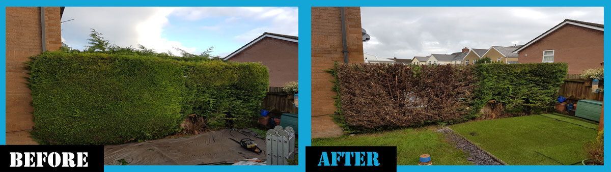 BigSulServices's tweet photo. Hedge #overgrown now cut back to be able to manage easier going forward. https://t.co/I2kgAzhwDS