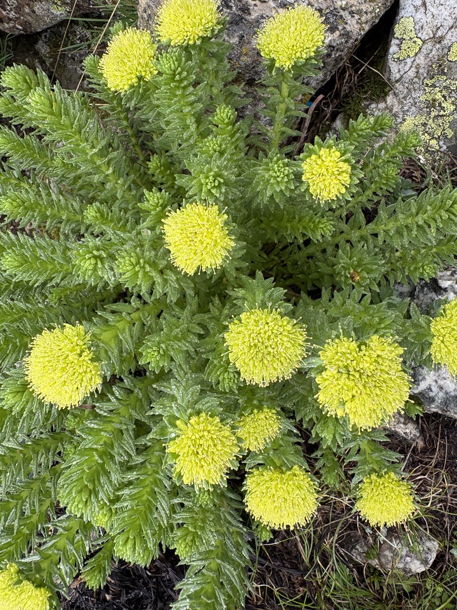 chandanrana_inc's tweet photo. The Himalayan pilgrimages are more than snow covered peaks, rushing water streams and untouched trails.

#Flora found here is a delight to watch. 

On the way to #KinnerKailash , between 2,500–4,500 metres, found these tiny alpine wildflowers blooming quietly and fearlessly.

It’s a gentle reminder that the most beautiful things in life don’t seek attention—they simply bloom in silence.

#Himalayas #HarHarMahadev #Flora #Biodiversity #Purple #Kinnaur #Himachal