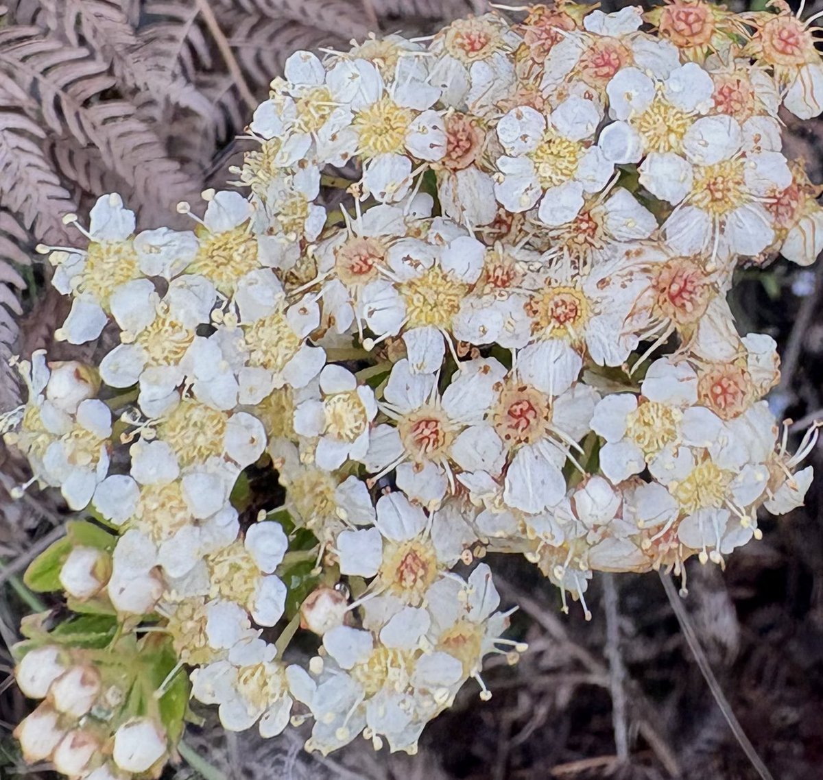 chandanrana_inc's tweet photo. The Himalayan pilgrimages are more than snow covered peaks, rushing water streams and untouched trails.

#Flora found here is a delight to watch. 

On the way to #KinnerKailash , between 2,500–4,500 metres, found these tiny alpine wildflowers blooming quietly and fearlessly.

It’s a gentle reminder that the most beautiful things in life don’t seek attention—they simply bloom in silence.

#Himalayas #HarHarMahadev #Flora #Biodiversity #Purple #Kinnaur #Himachal