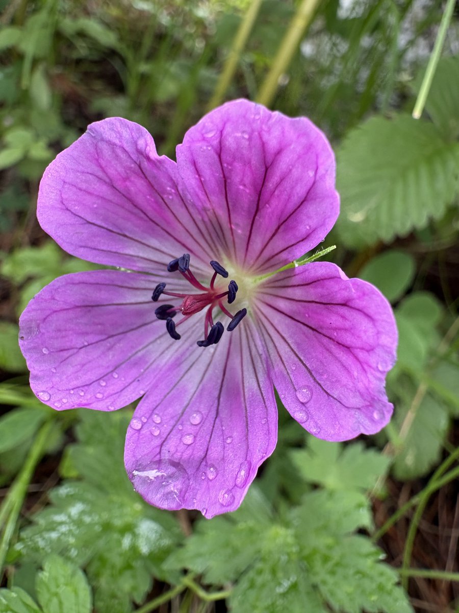 chandanrana_inc's tweet photo. The Himalayan pilgrimages are more than snow covered peaks, rushing water streams and untouched trails.

#Flora found here is a delight to watch. 

On the way to #KinnerKailash , between 2,500–4,500 metres, found these tiny alpine wildflowers blooming quietly and fearlessly.

It’s a gentle reminder that the most beautiful things in life don’t seek attention—they simply bloom in silence.

#Himalayas #HarHarMahadev #Flora #Biodiversity #Purple #Kinnaur #Himachal