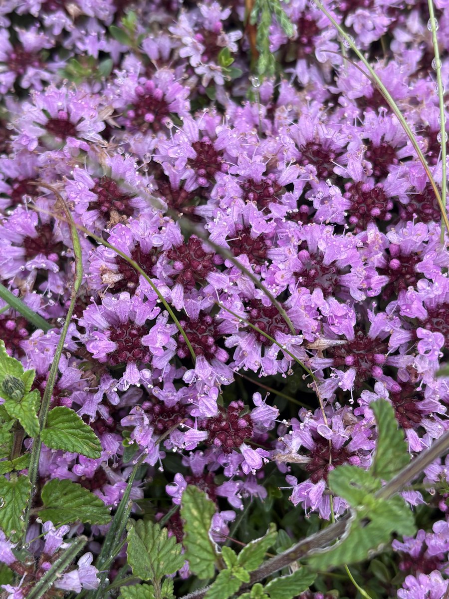 chandanrana_inc's tweet photo. The Himalayan pilgrimages are more than snow covered peaks, rushing water streams and untouched trails.

#Flora found here is a delight to watch. 

On the way to #KinnerKailash , between 2,500–4,500 metres, found these tiny alpine wildflowers blooming quietly and fearlessly.

It’s a gentle reminder that the most beautiful things in life don’t seek attention—they simply bloom in silence.

#Himalayas #HarHarMahadev #Flora #Biodiversity #Purple #Kinnaur #Himachal