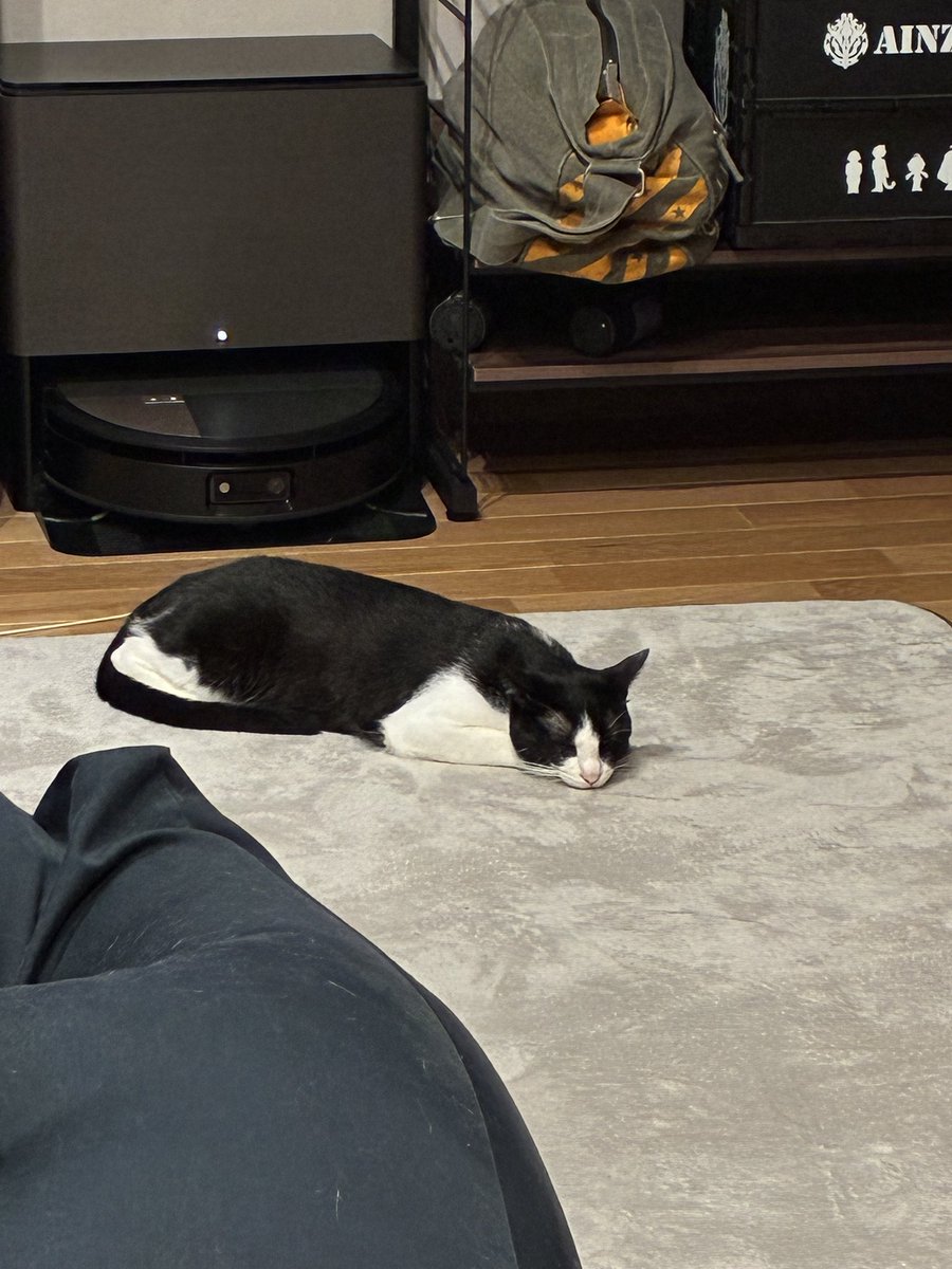 _mutasan's tweet photo. 猫が落っこちてる https://t.co/syn4NJP0zS