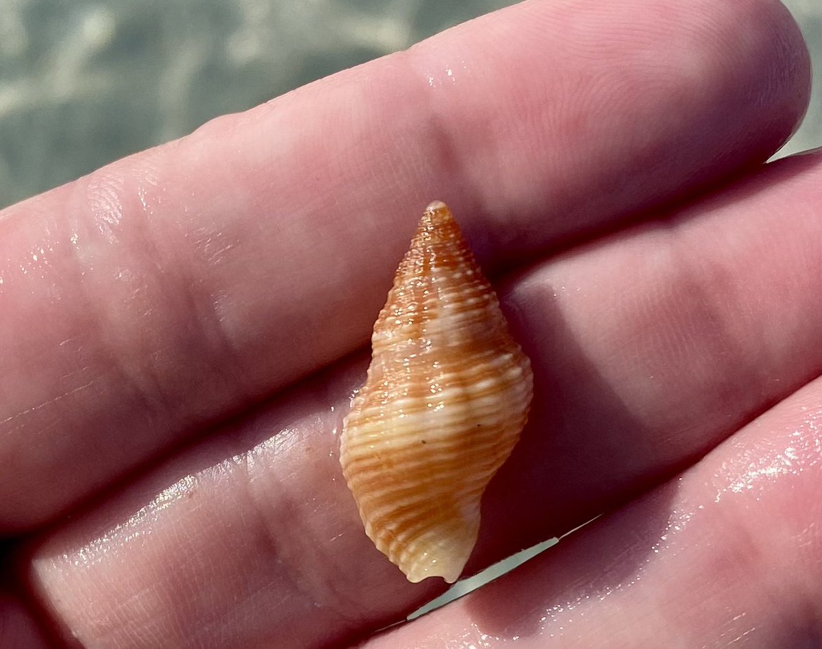 judeandisla's tweet photo. Hey Ring! I’m into seashells the way you’re into flowers. Did you know, seashells get their unique colors from the things they eat? If you’re ever in my region, would you like to go beach combing with me? 🌊🐚☀️
#TeachingRing https://t.co/FGjPwZb5mJ