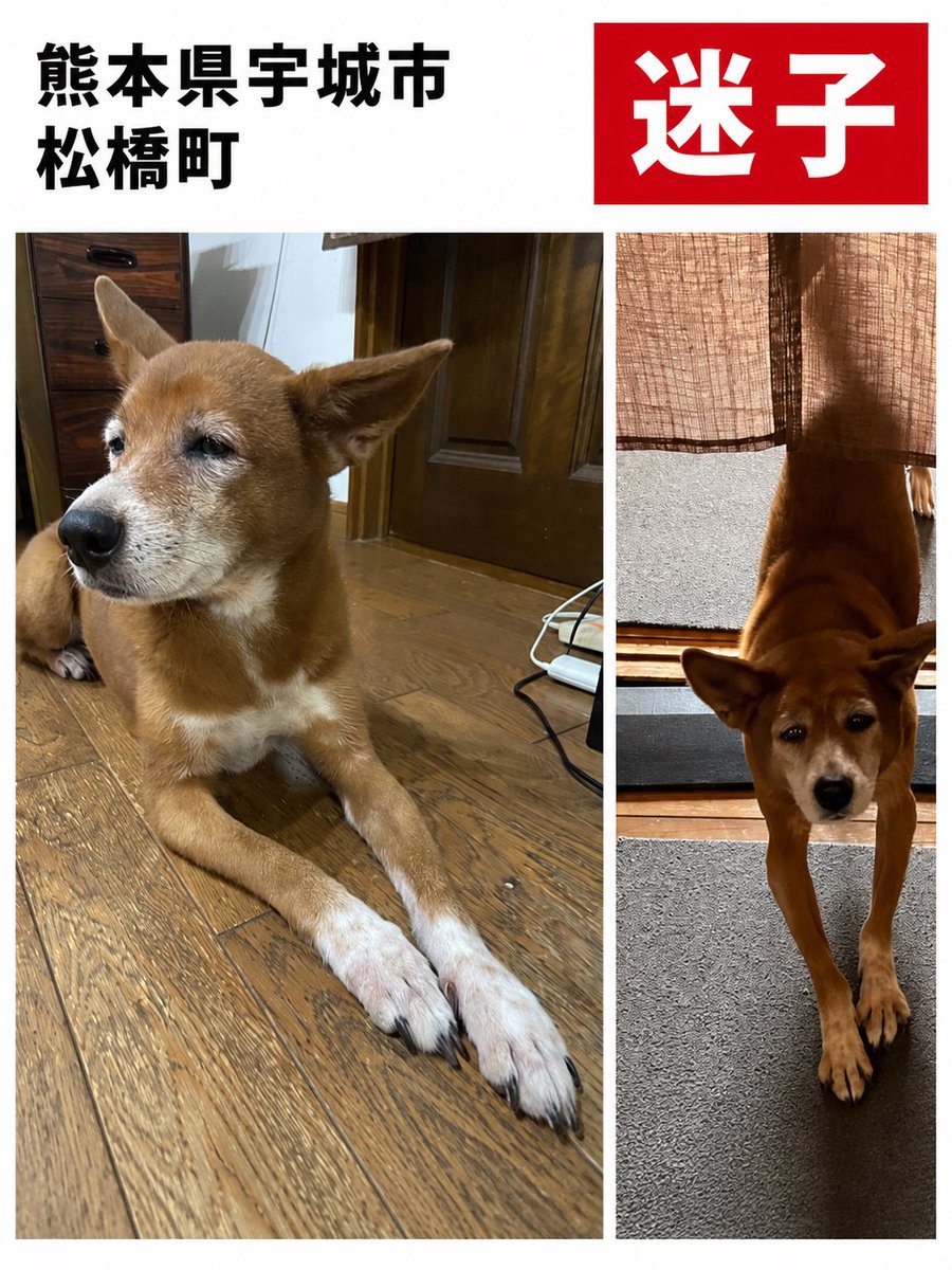 maigo_pet00's tweet photo. 🚨【迷子犬を探しています】

熊本地震のあと、
熊本県宇城市松橋町でわんちゃんが脱走し、まだ帰ってきていません。

📍場所
熊本県宇城市松橋町

🐶特徴
・バセンジーミックス
・女の子
・首輪なし

見かけた方、保護につながる情報をお持ちの方は、
@ringensei さんへご連絡をお願いいたします。

無理に追いかけず、見かけた場所・時間・写真や動画などがあればあわせてお知らせいただけると助かります。
早く無事に見つかりますように。