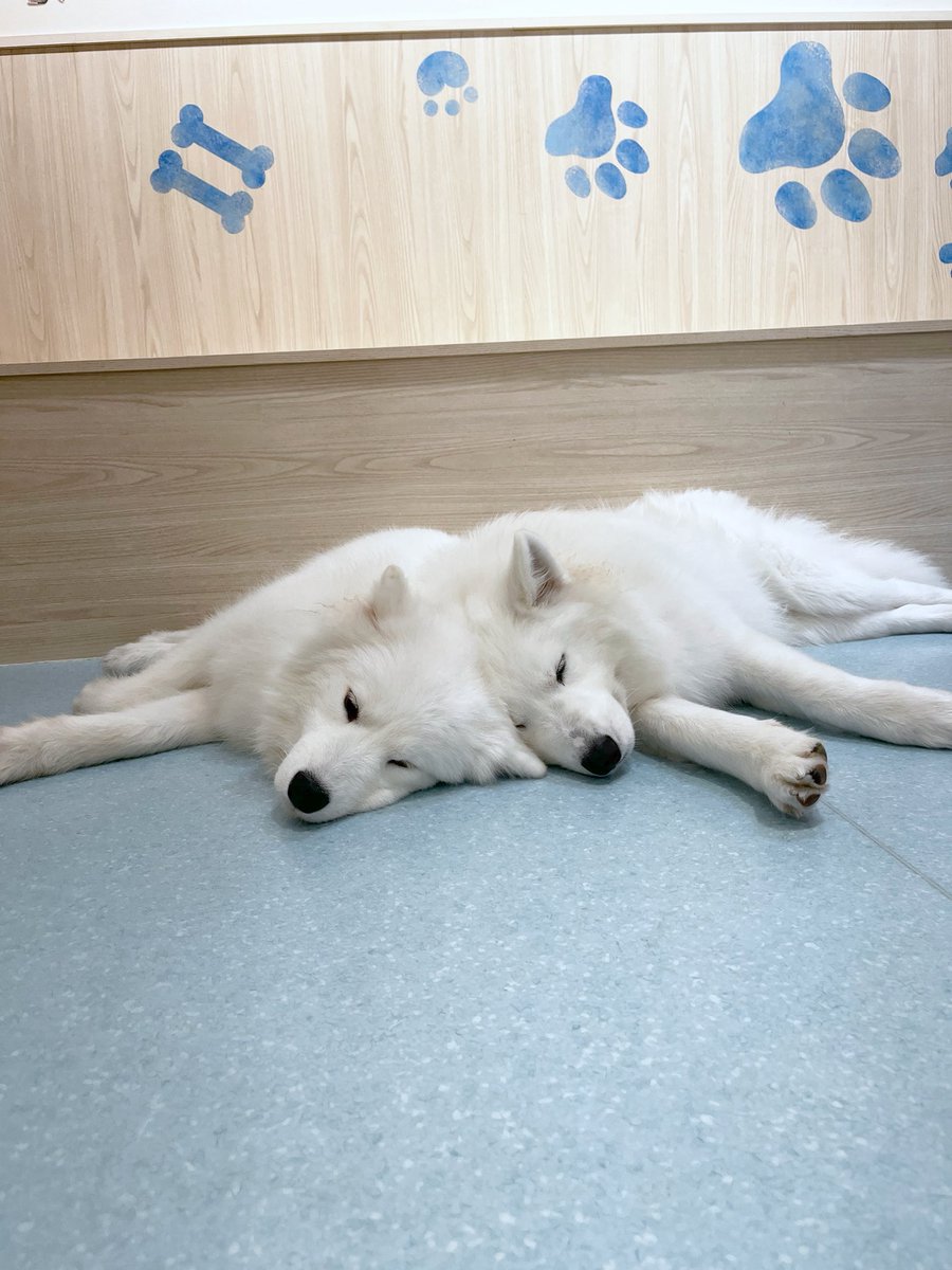 samoyed_cafe's tweet photo. 一緒にごろごろしよ？ https://t.co/UGWnfPAgX6