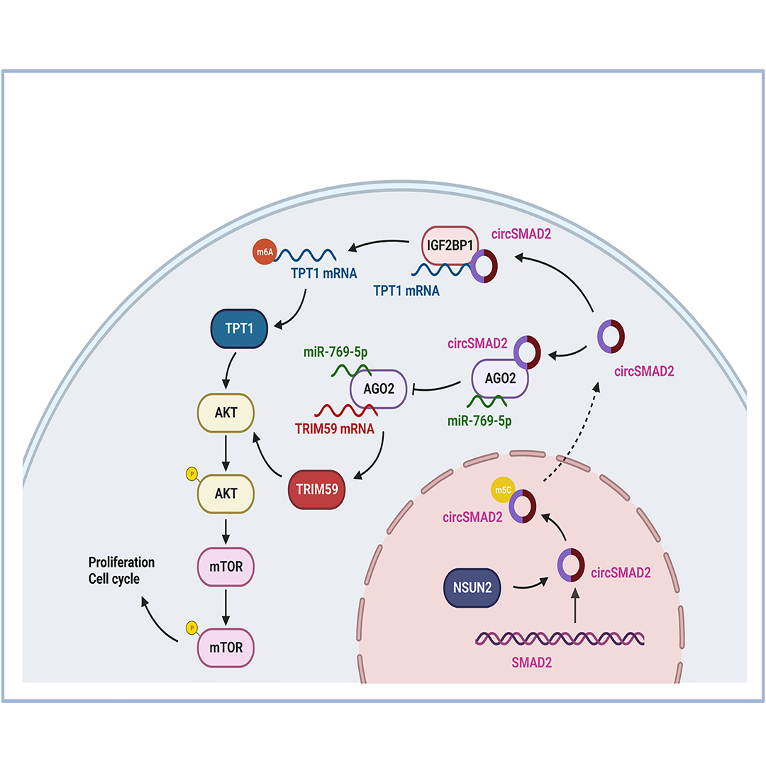 GenesNDiseases's tweet photo. This study identifies m5C-modified circSMAD2 as a key driver of pancreatic cancer, revealing dual activation of AKT/mTOR signaling through ceRNA and m6A mechanisms, and highlighting a promising biomarker and therapeutic target.