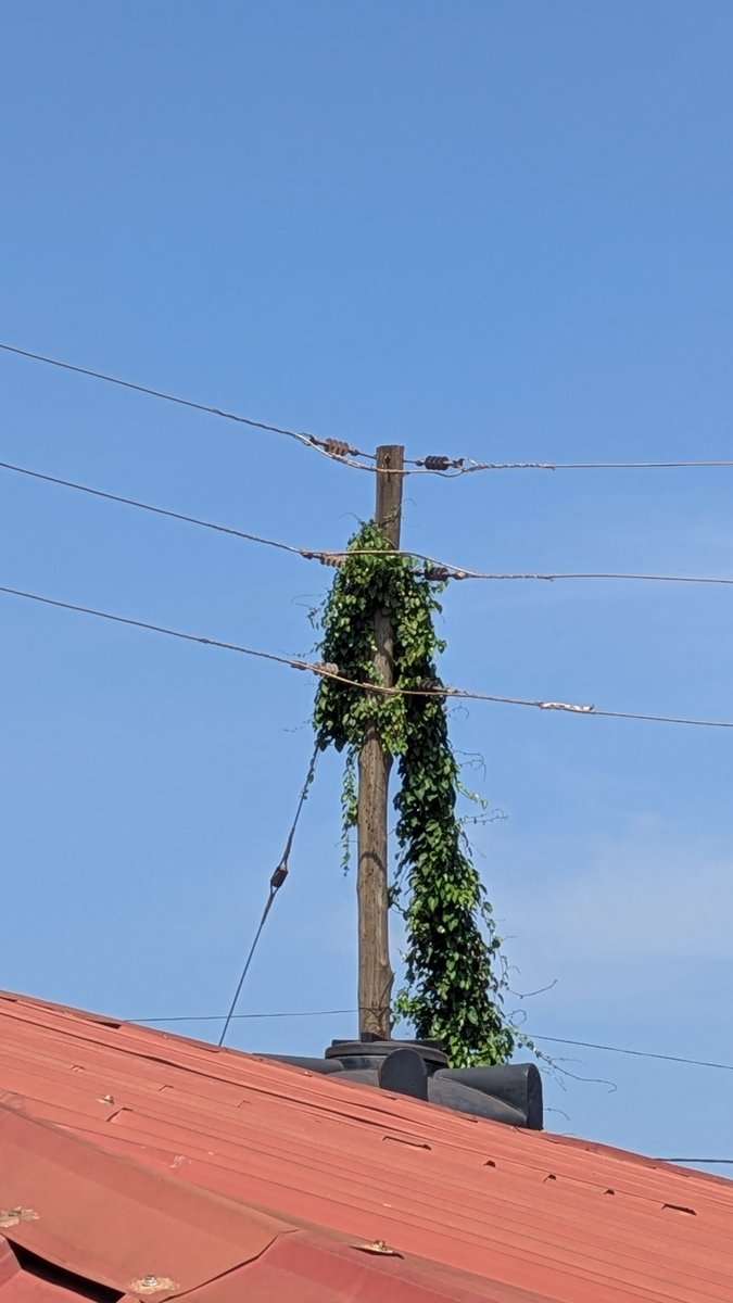 michael_kasule's tweet photo. Hello @UEDCL,
I wish to report an electrical fault requiring immediate attention. There are visible sparks coming from an electric circuit on a pole located at Entebbe Road, Kennedy Stage, near Life Church Kawuku Campus. https://t.co/9vv18BP8zd