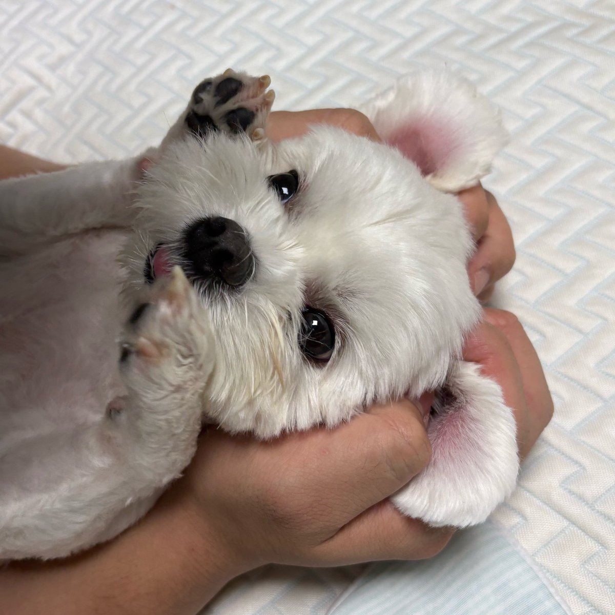 hayantelmungchi's tweet photo. 항복🏳️ https://t.co/SfRSShftxV