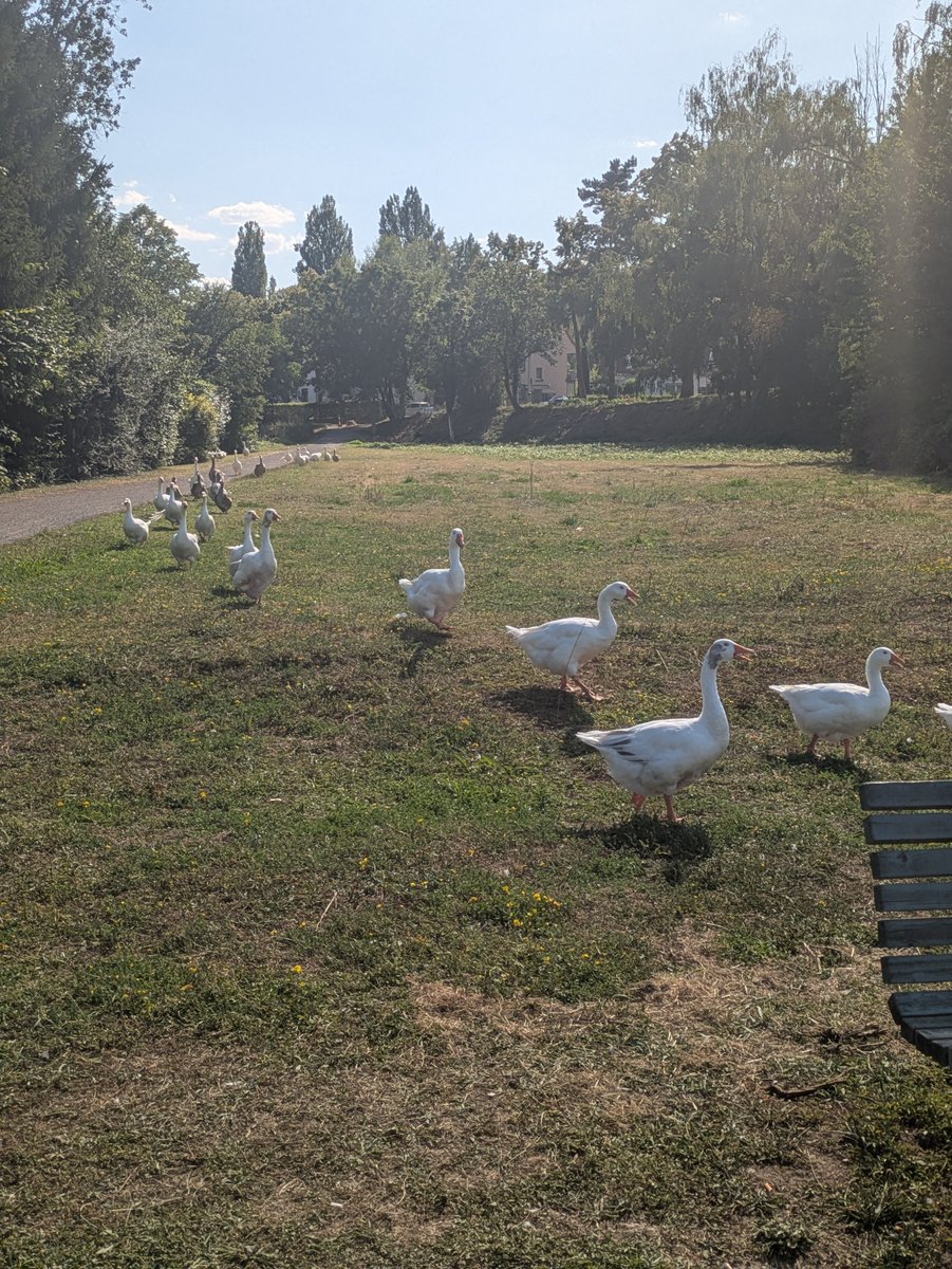 jmcorti57's tweet photo. C'est la danse des #oies et des jars qui en sortant de la mare se secouent  le bas des reins et font? #Sarre #Saar https://t.co/CJq5JOC571