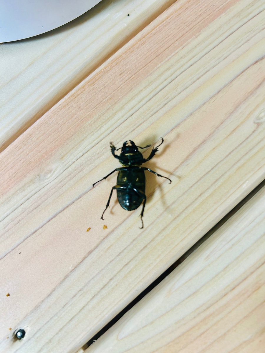 uz08426124's tweet photo. 先生お願いします！
なにクワガタですか？
ミヤマのメスですか？
小さいんですよね https://t.co/k8HSPlAFyz
