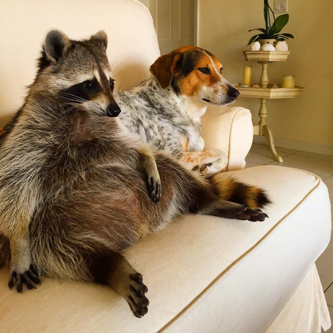 pinXintern's tweet photo. A baby raccoon was found alone in storm drain. She was taken to a wildlife center, where she fell in love with the staff dog and refused to leave his side https://t.co/K96FKekTi6
