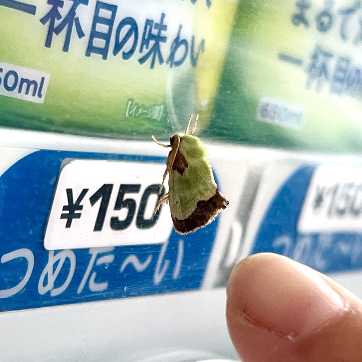 riversidesuki's tweet photo. このガ……ハゴロモっぽいフォルムと色と小ささでｶﾜｲｲ！！ https://t.co/BtoqD9236n
