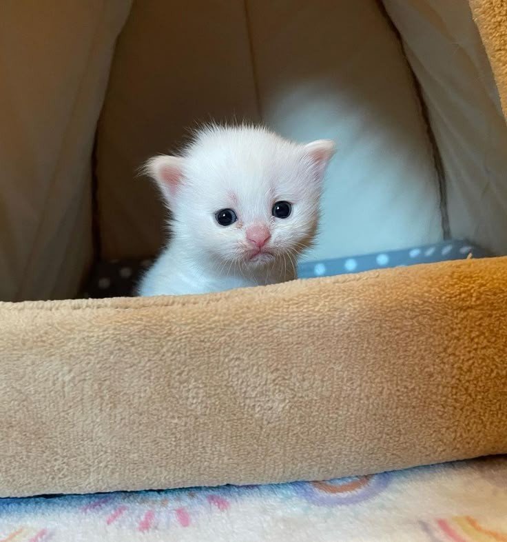 catsdotjpg's tweet photo. https://t.co/4wYjTEnaPl