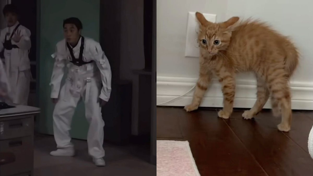 meowsanni's tweet photo. i see no difference https://t.co/UdZRIUD8N6