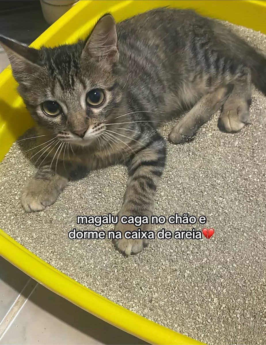 gatinarios's tweet photo. magalu https://t.co/F4T8hYhrvi
