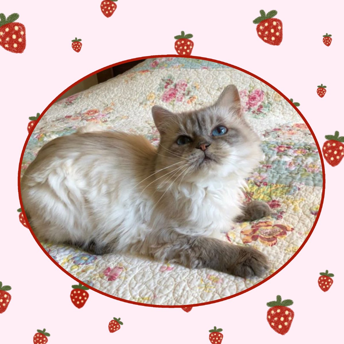 Clovaress's tweet photo. 🍓 strawberry frame png
help rt/like, free to use♡
https://t.co/4eaPZN2hAY

🐈‍⬛. clovaress #png #frame #design https://t.co/cbxxE181hN