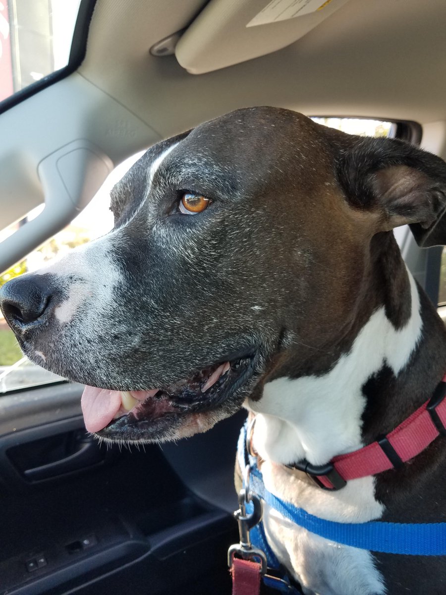 🇺🇦 🌻 Sweet Staffy Valla ❤️🐶❤️ tweet media