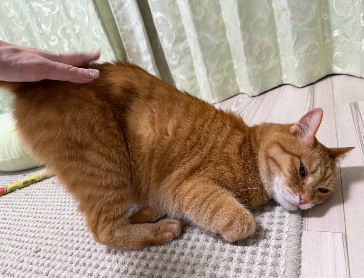 kunyan_kainyan's tweet photo. カイちゃん、昨夜しこりがあるのを発見して病院へ連れて行きました
先生が触ってもわからず
「ん？しこりあります？猫ちゃん揉み揉みしてるだけになっちゃうな、交代で触ってみてください」
と言われ
私、皮下脂肪をしこりと間違えた？これ、恥ずかしいやつ？💦
→続く https://t.co/xlypao3SlF