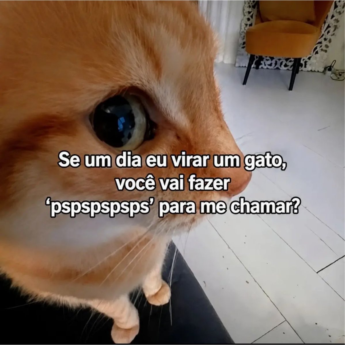 gatinarios's tweet photo. https://t.co/XokUPvrqe0
