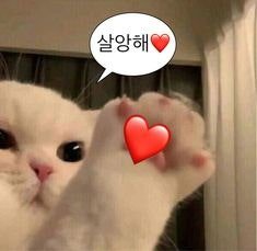 베로 tweet media