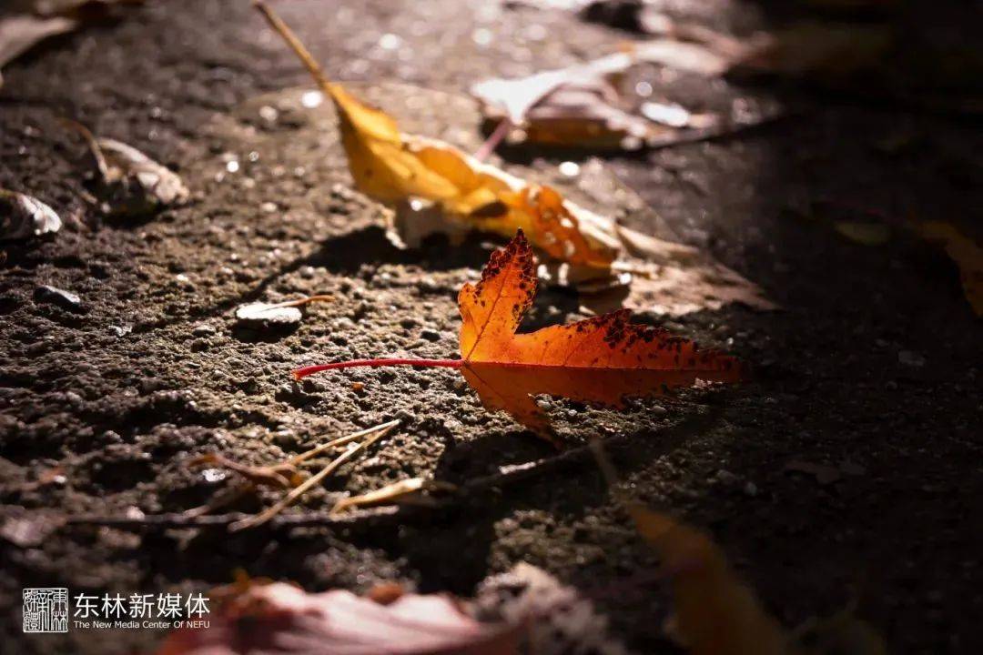 RanaeLustb9o's tweet photo. Just had a 10-minute walk under golden autumn trees, and my anxiety’s melted into the crisp air. Small wins hit different. https://t.co/DW8UEGBKaD