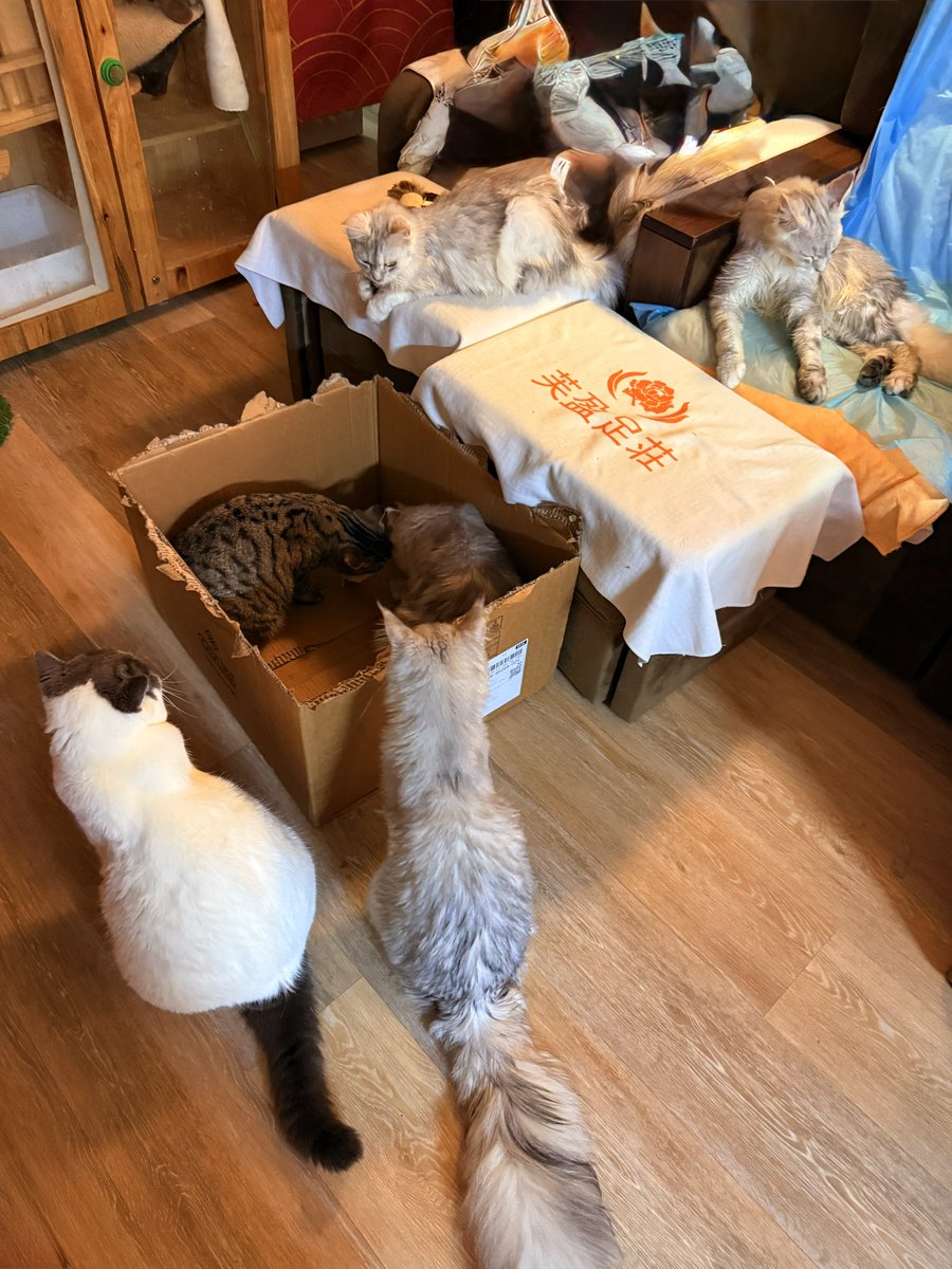 u3_reset's tweet photo. これ香港で出会った最高の猫マッサージ屋さん😭靴履き替えるところでまずくつろぐ猫、マッサージチェアを占拠する猫、お客さんにマッサージをする働き猫、ひたすらに寝る猫、箱に詰まる猫、猫、猫の猫パラダイスでマッサージが目的か猫が目的かわからんくなった　ヘブンズネコだった…有16只猫…謝謝🐈 https://t.co/IGRuHXaeDP