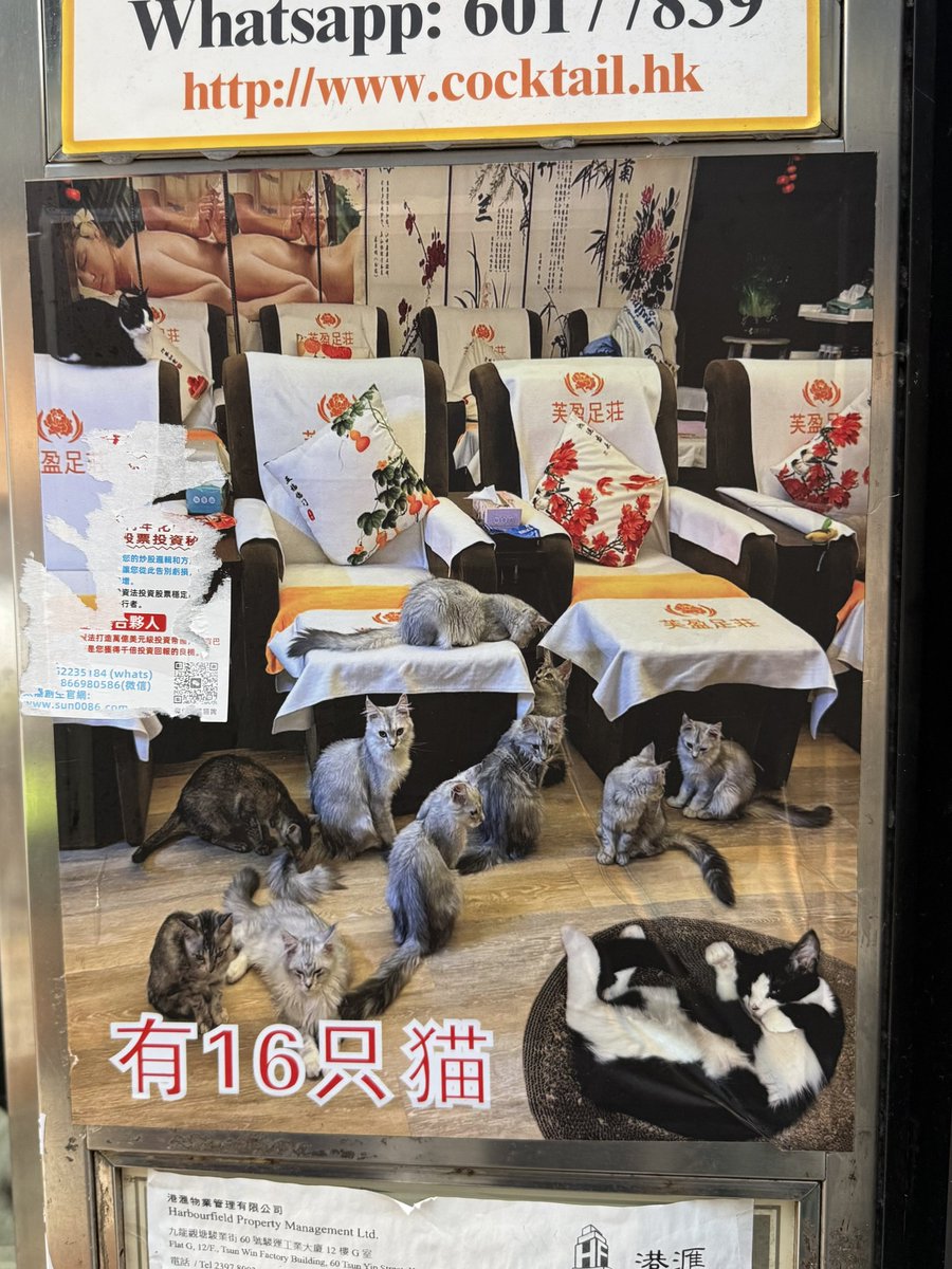 u3_reset's tweet photo. これ香港で出会った最高の猫マッサージ屋さん😭靴履き替えるところでまずくつろぐ猫、マッサージチェアを占拠する猫、お客さんにマッサージをする働き猫、ひたすらに寝る猫、箱に詰まる猫、猫、猫の猫パラダイスでマッサージが目的か猫が目的かわからんくなった　ヘブンズネコだった…有16只猫…謝謝🐈 https://t.co/IGRuHXaeDP