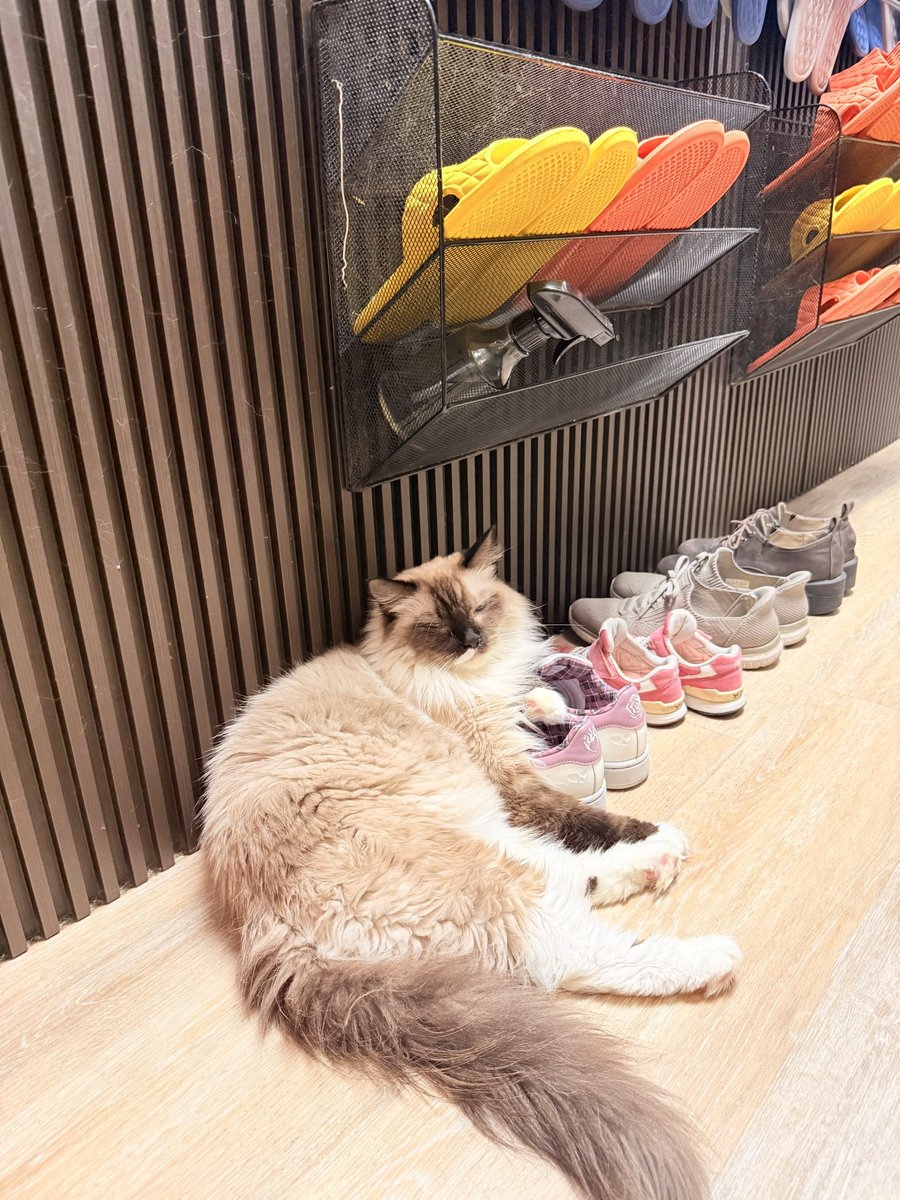 u3_reset's tweet photo. これ香港で出会った最高の猫マッサージ屋さん😭靴履き替えるところでまずくつろぐ猫、マッサージチェアを占拠する猫、お客さんにマッサージをする働き猫、ひたすらに寝る猫、箱に詰まる猫、猫、猫の猫パラダイスでマッサージが目的か猫が目的かわからんくなった　ヘブンズネコだった…有16只猫…謝謝🐈 https://t.co/IGRuHXaeDP