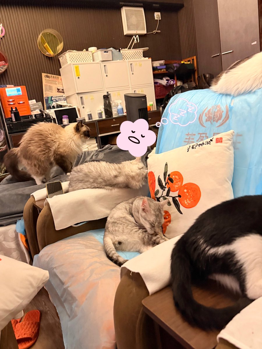 u3_reset's tweet photo. これ香港で出会った最高の猫マッサージ屋さん😭靴履き替えるところでまずくつろぐ猫、マッサージチェアを占拠する猫、お客さんにマッサージをする働き猫、ひたすらに寝る猫、箱に詰まる猫、猫、猫の猫パラダイスでマッサージが目的か猫が目的かわからんくなった　ヘブンズネコだった…有16只猫…謝謝🐈 https://t.co/IGRuHXaeDP