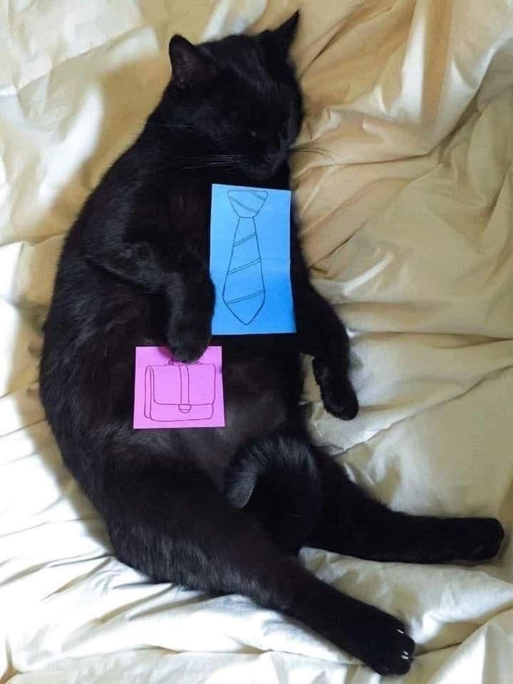 gatinarios's tweet photo. empregato https://t.co/OgZ8GrsKd7