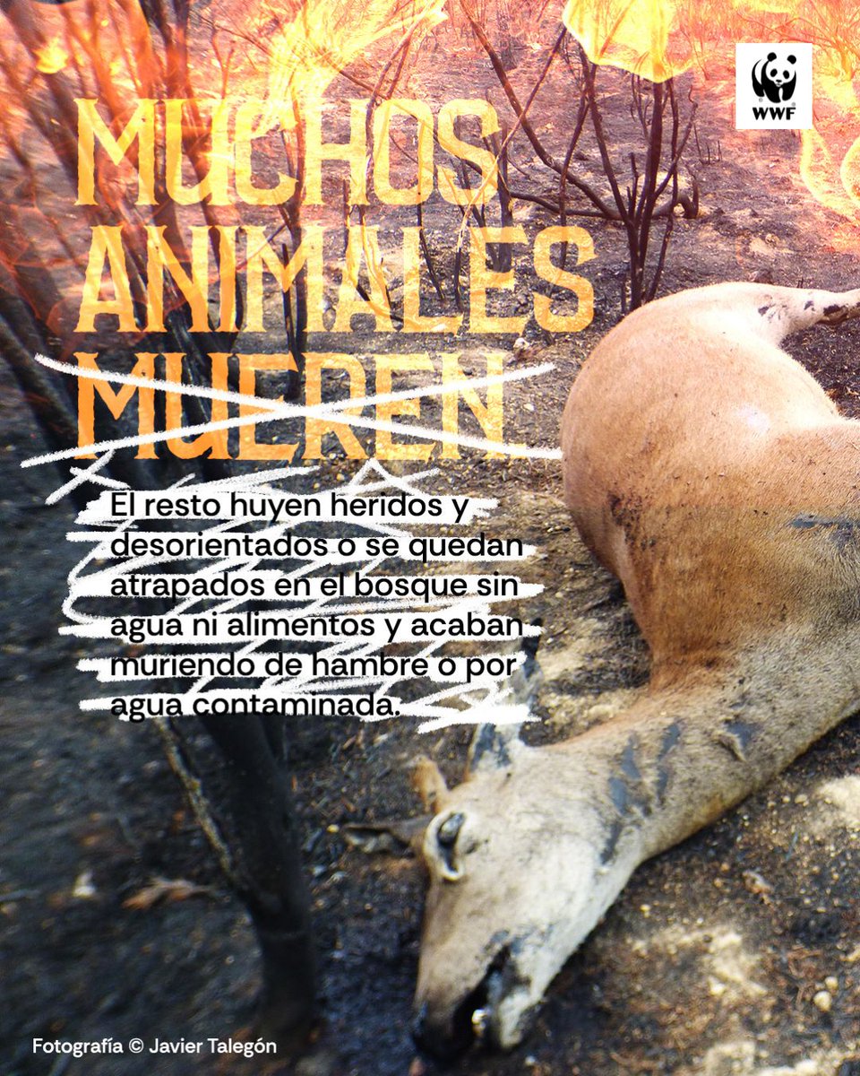 WWFespana's tweet photo. La fauna también es víctima en los #IncendiosEspaña. 

Anfibios, reptiles e insectos y especies protegidas como el lobo, el buitre negro, el águila perdicera, águila real o la cigüeña negra han sido afectados por los #incendios.  

De la restauración de estos ecosistemas dependerá su futuro...y el nuestro.

🌱Debemos crear ecosistemas más resilientes a los #incendios extremos.

¿Cómo restaurar? Abrimos HILO 👇