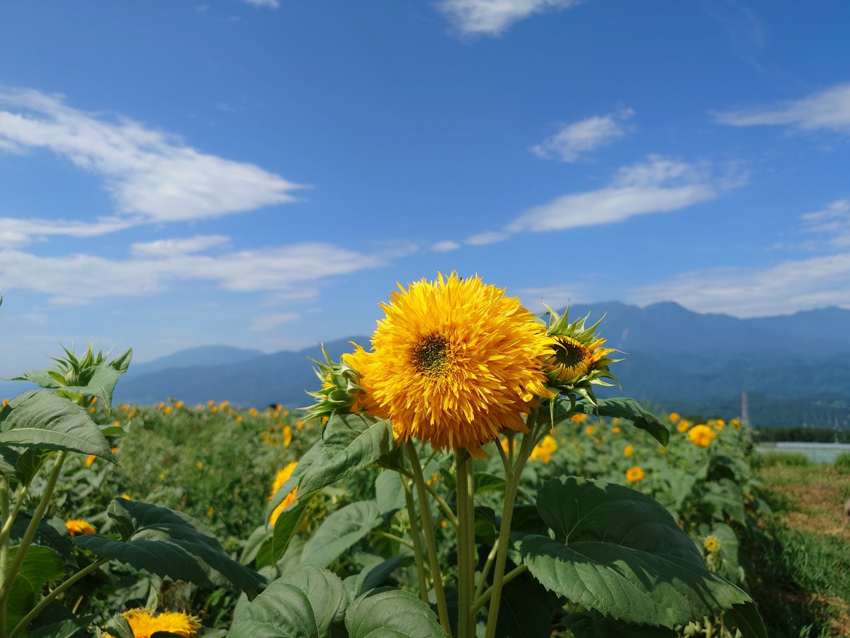 otojojo's tweet photo. 北杜のひまわり。まだちょっと早いみたい？でも南アルプスや八ヶ岳を背景にするひまわりは強い。近所だと座間の方が株数は多いかもしれんが、背景に山を使えるのは他には無い利点。かも。 https://t.co/YofLyo5nrh