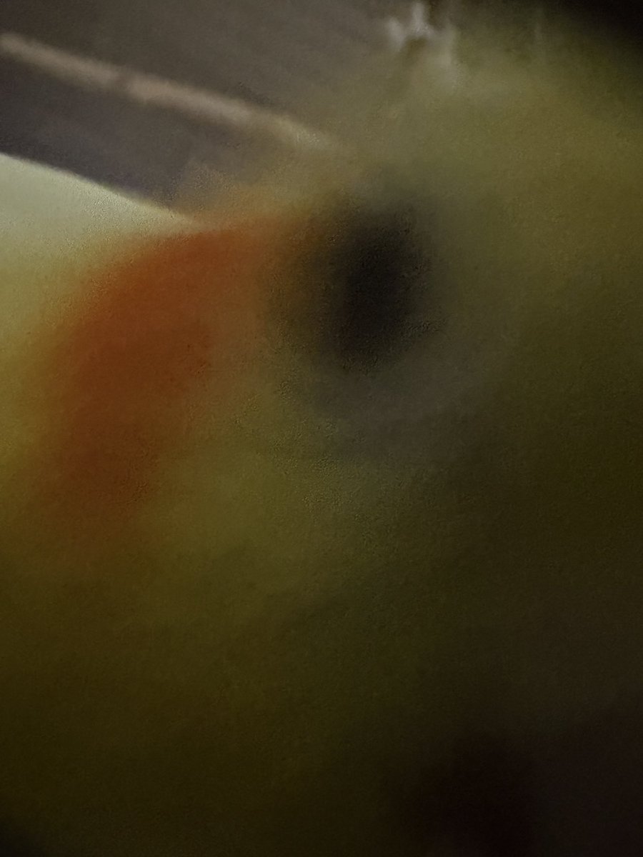 Isaha_nikki's tweet photo. ただいま鳥たち‼️‼️‼️‼️‼️🐥🐥🐥🐥🐥🐥 https://t.co/m69Vs9pFt3