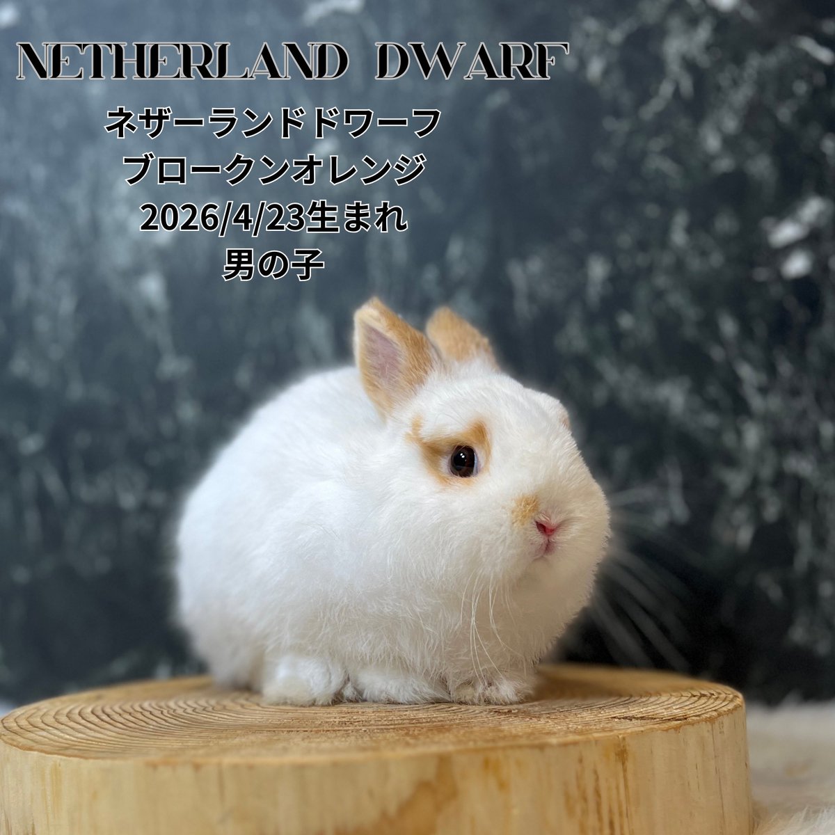 monlapin_rabbit's tweet photo. 『夏休みセール』好評開催中‼️
ショップには40匹以上の様々な品種、カラーのうさぎさんがおります✨

当店のホームページもご覧ください。
https://t.co/xnEodU2g1L

#モンラパン#うさぎ専門店 https://t.co/lalQNaPjj0