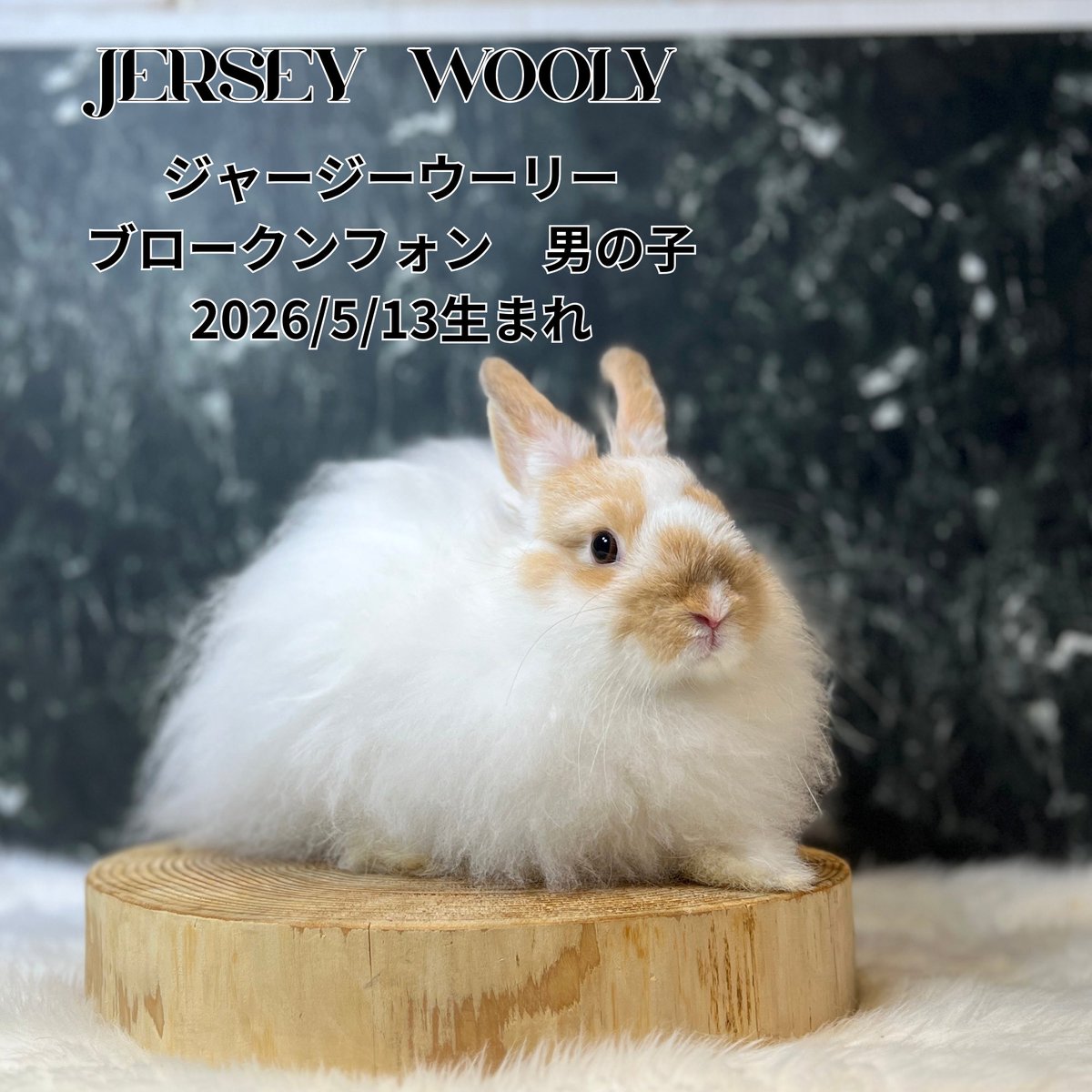 monlapin_rabbit's tweet photo. 『夏休みセール』好評開催中‼️
ショップには40匹以上の様々な品種、カラーのうさぎさんがおります✨

当店のホームページもご覧ください。
https://t.co/xnEodU2g1L

#モンラパン#うさぎ専門店 https://t.co/lalQNaPjj0