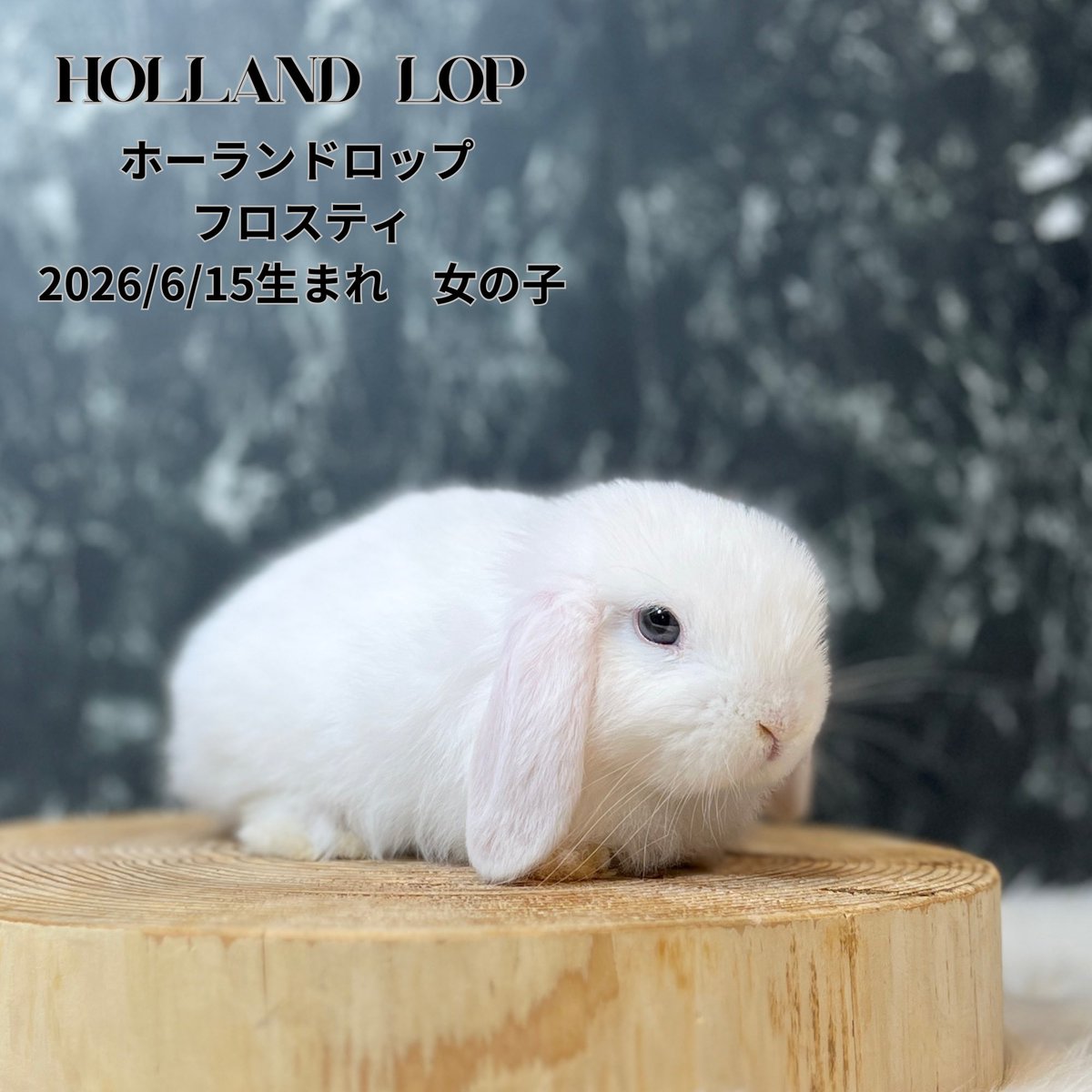 monlapin_rabbit's tweet photo. 『夏休みセール』好評開催中‼️
ショップには40匹以上の様々な品種、カラーのうさぎさんがおります✨

当店のホームページもご覧ください。
https://t.co/xnEodU2g1L

#モンラパン#うさぎ専門店 https://t.co/lalQNaPjj0